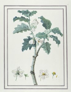 Solanum d